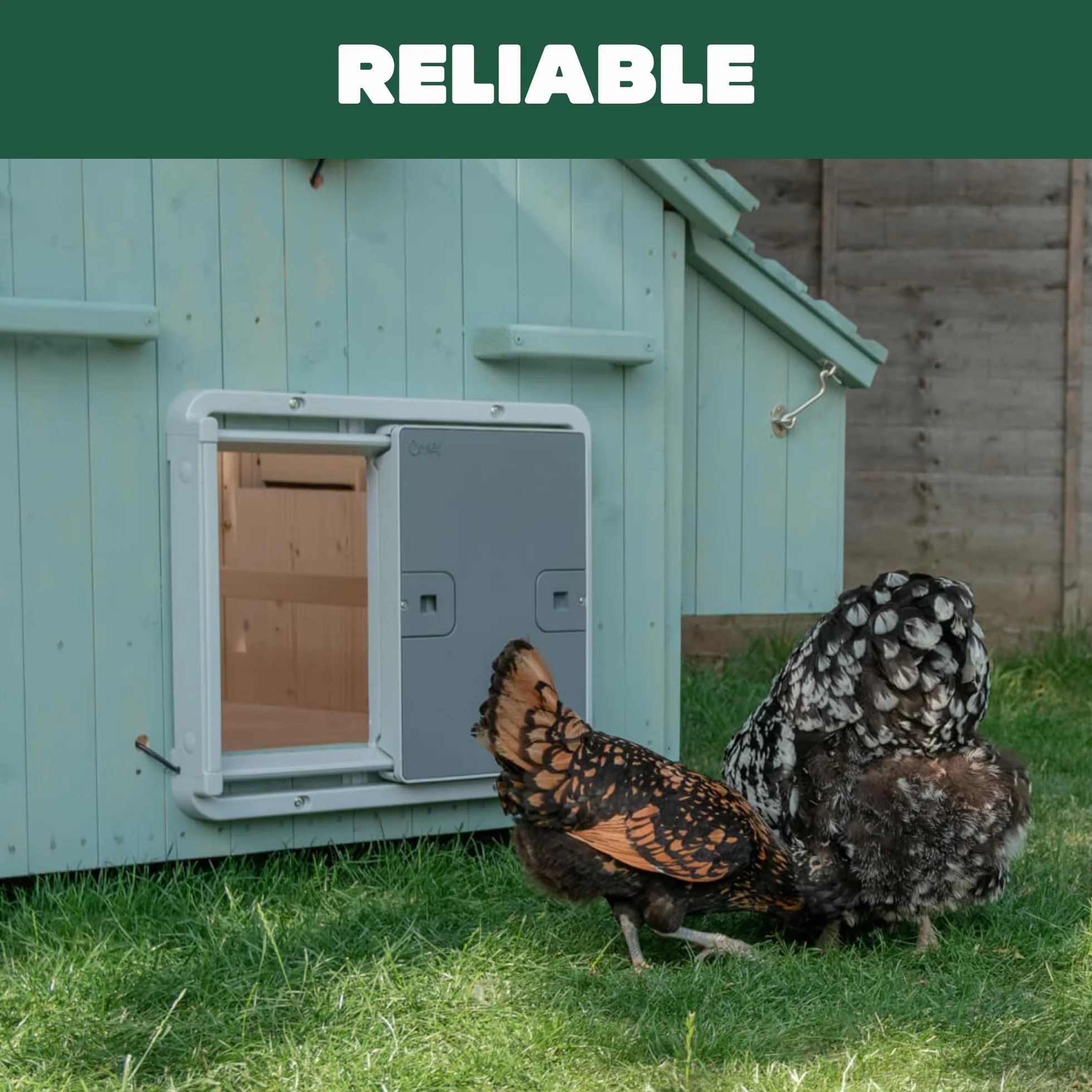 Omlet Puerta automática inteligente para gallinero | Wi-Fi habilitada | Programable con aplicación o panel de control | Operada por sensor de luz o temporizador | Alimentada por red o batería |