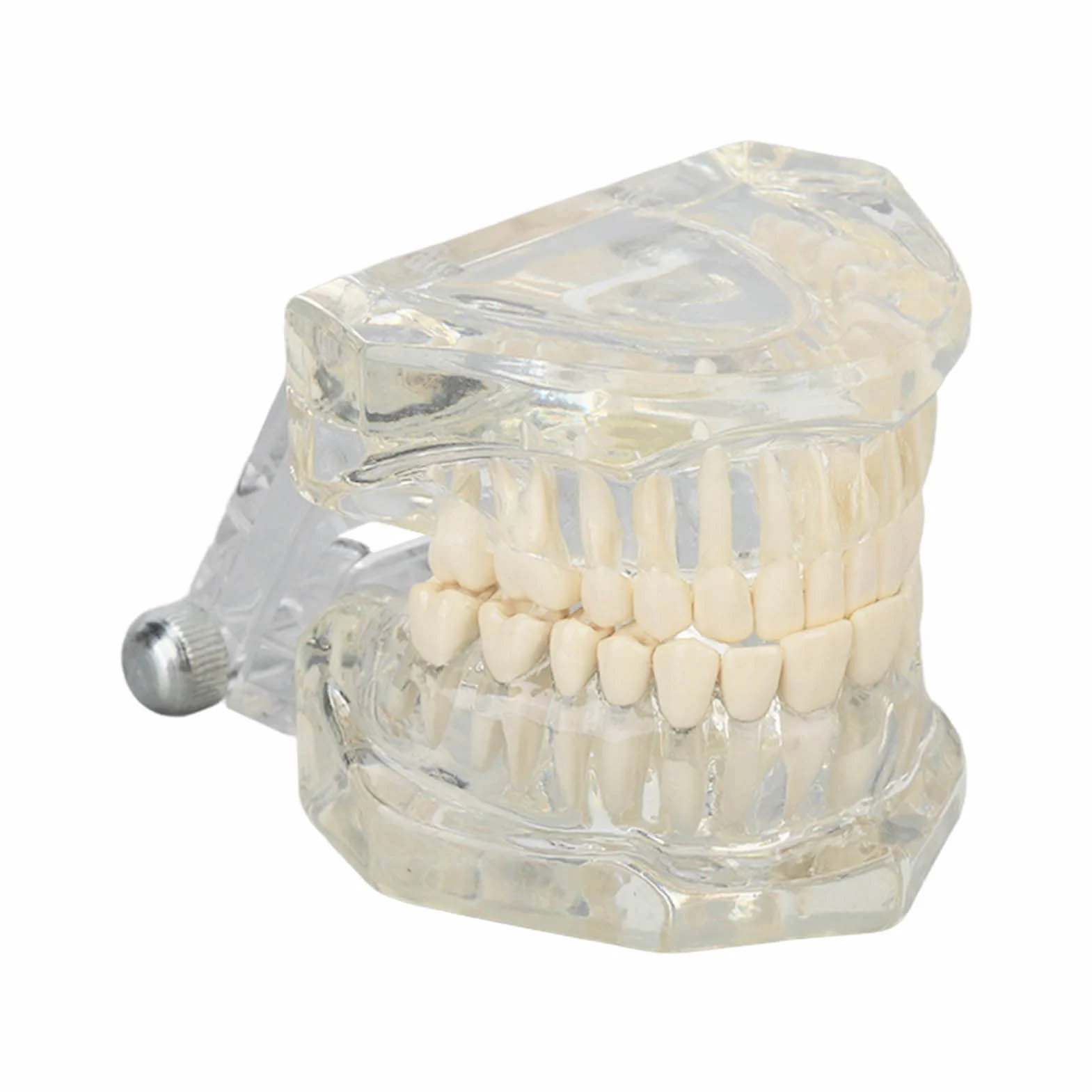 Tipodonto Oral Dental Modelo Educativo De Dientes De Estructura Clara Estándar Para Dentistas Profesores Estudiantes