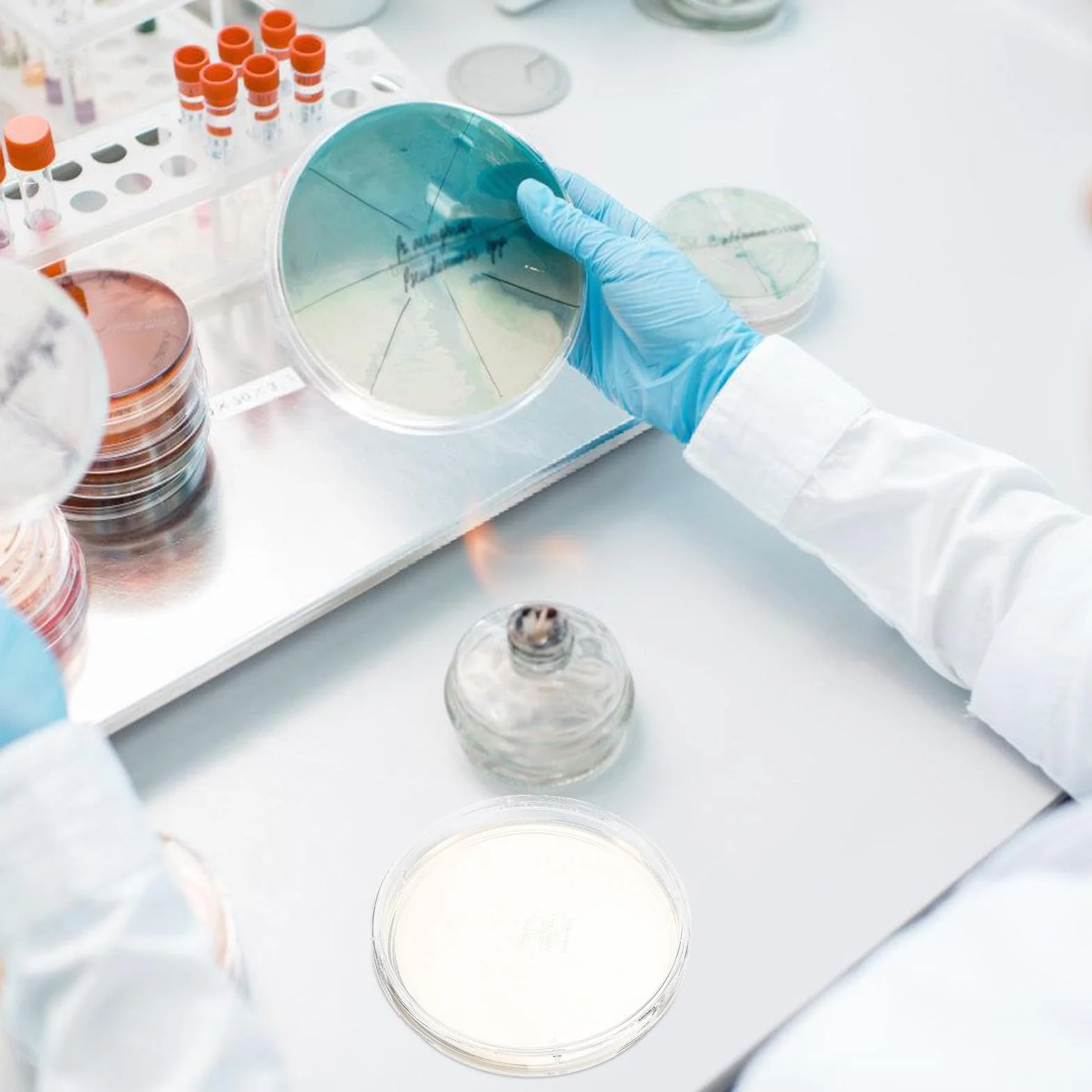 Didiseaon 10 placas de agar preparadas: placas de Petri con agar de 90 mm, kit de cultivo de placas de Petri para experimentos científicos de laboratorio