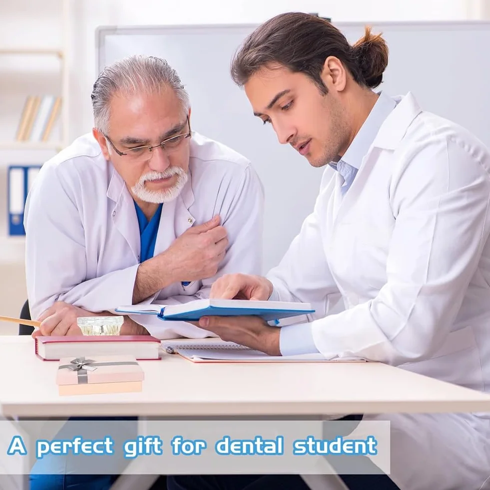 Tipodonto Oral Dental Modelo Dental Ortodóntico Estándar con Dentadura de Resina y Alambre Transparente