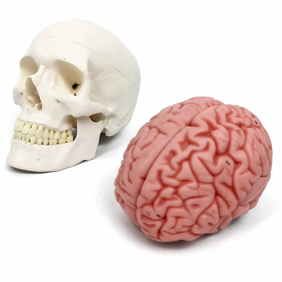 Modelo De Cráneo Humano Con Cerebro, 10 Partes Con Manual Didáctico | EVOTECH SCIENTIFIC Modelo Anatómico De Cráneo Con Cerebro A Tamaño Real 1:1, Adecuado Para El Aprendizaje De Anatomía
