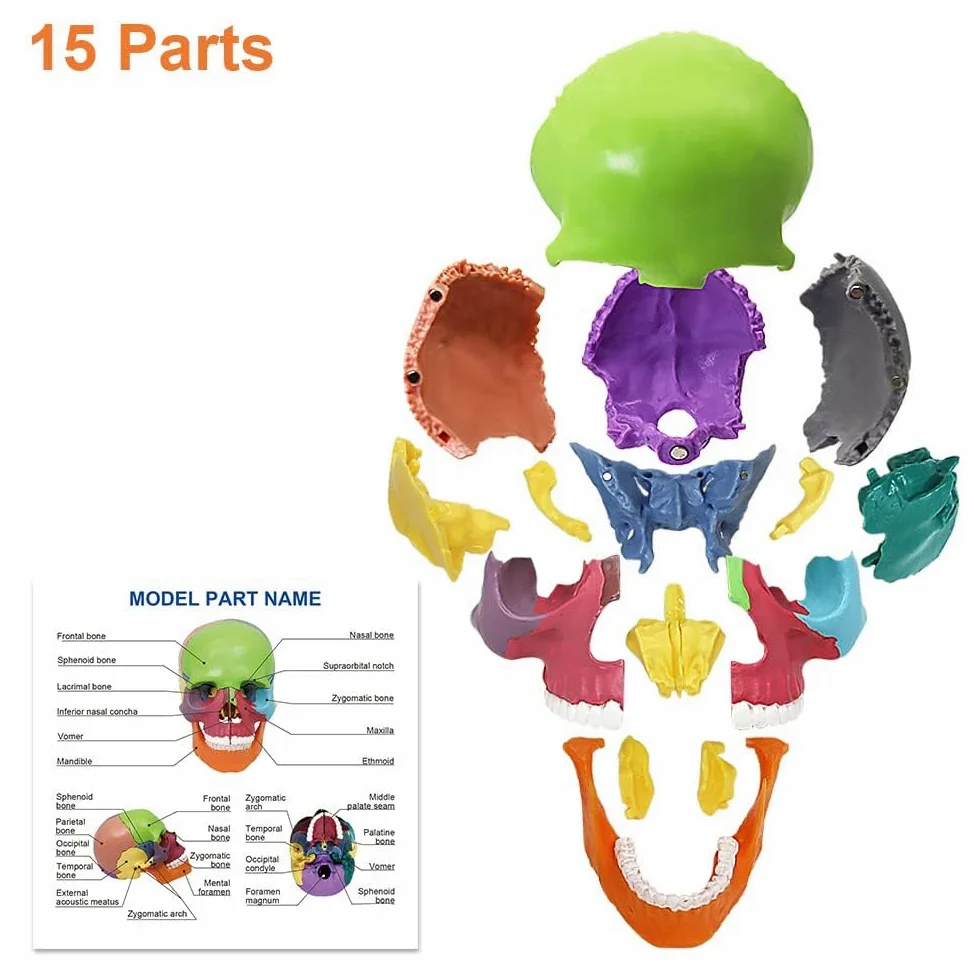 Minimodelo de Esqueleto anatómico Humano para Estudio médico, Modelo de 17,7 Pulgadas con Manual a Color y empaque Exquisito.(A)