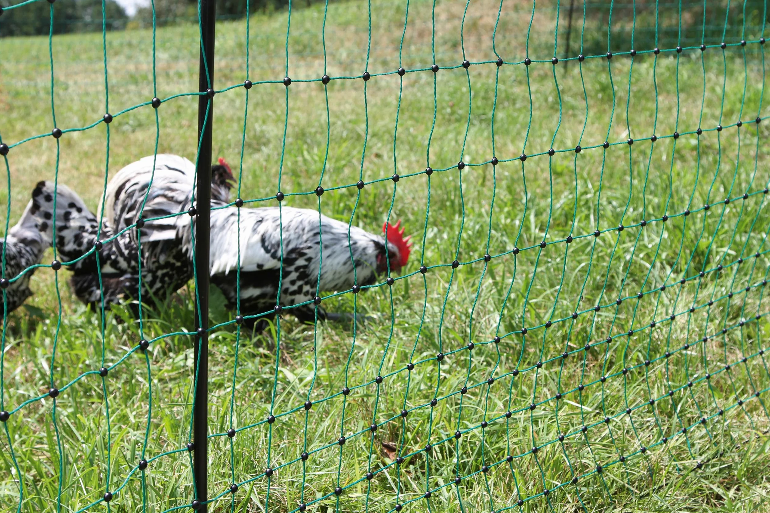 Kerbl Hobbyfarming PoultryNet, 106cm, 25m, Red para Aves de Corral, Red para Cerca eléctrica, Doble Punta, Verde, 8 Postes, para Pollos, Gansos y Pavos, 3 años de garantía de Estabilidad UV
