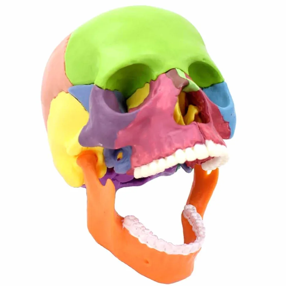 Modelo de enseñanza, descripción del color del cráneo humano 1: 2 Modelo de cráneo humano para anatomía Modelo de cráneo con 15 piezas de ensamblaje y manual de descripción de huesos y detalles preci