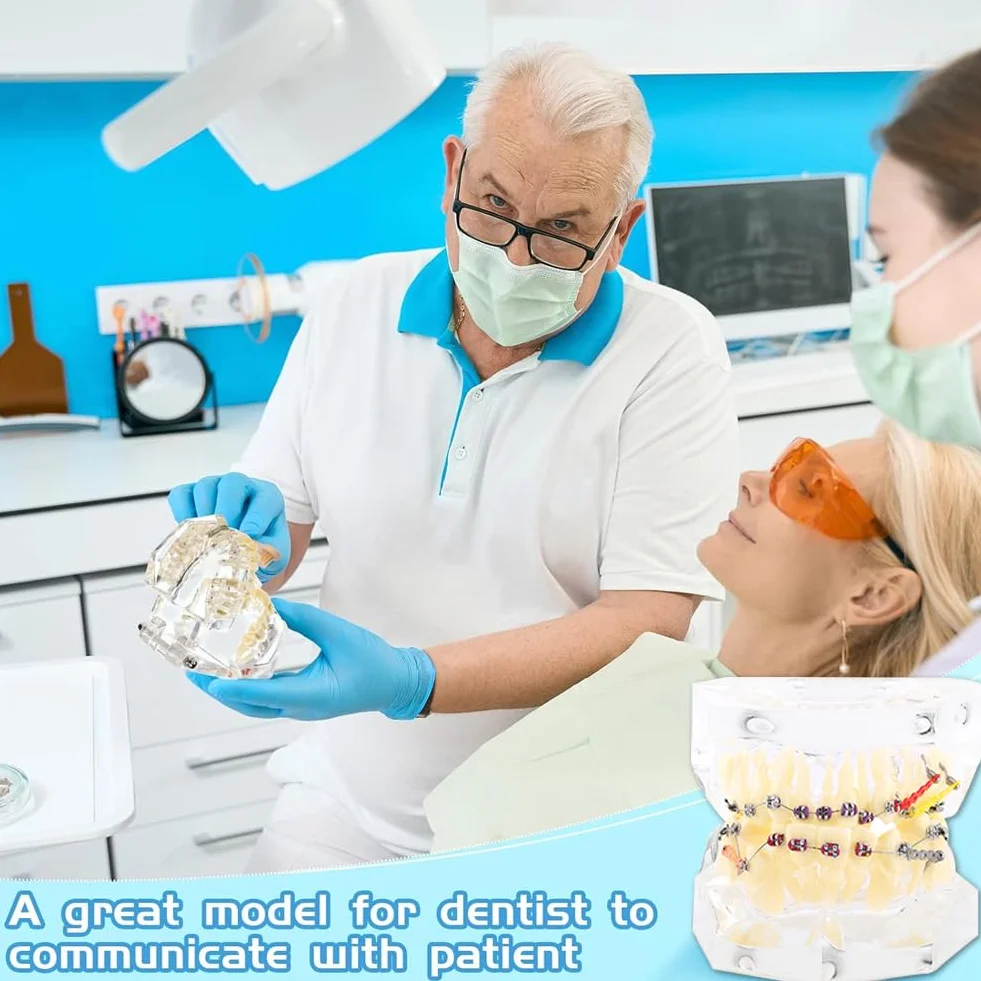 Tipodonto Oral Dental Modelo Dental Ortodóntico Estándar con Dentadura de Resina y Alambre Transparente