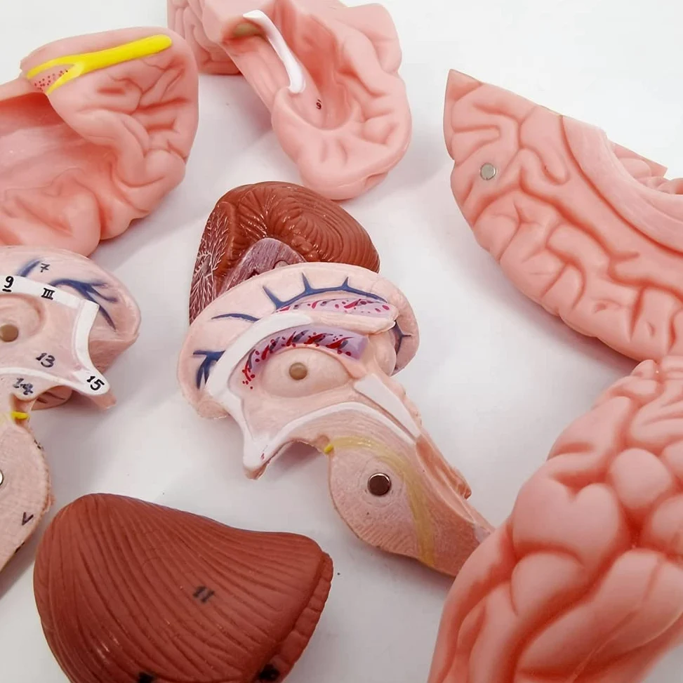 Modelo De Cráneo Humano Con Cerebro, 10 Partes Con Manual Didáctico | EVOTECH SCIENTIFIC Modelo Anatómico De Cráneo Con Cerebro A Tamaño Real 1:1, Adecuado Para El Aprendizaje De Anatomía