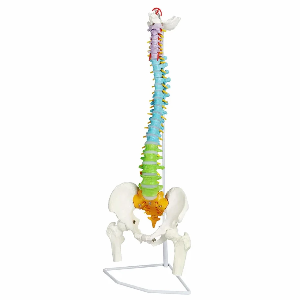 Modelo De Columna Vertebral Con Pelvis Coloreada, Flexible 34.3"/87cm, 1:1 | EVOTECH SCIENTIFIC Modelo Anatómico De Columna Vertebral Flexible, Adecuado Para El Aprendizaje De Anatomía