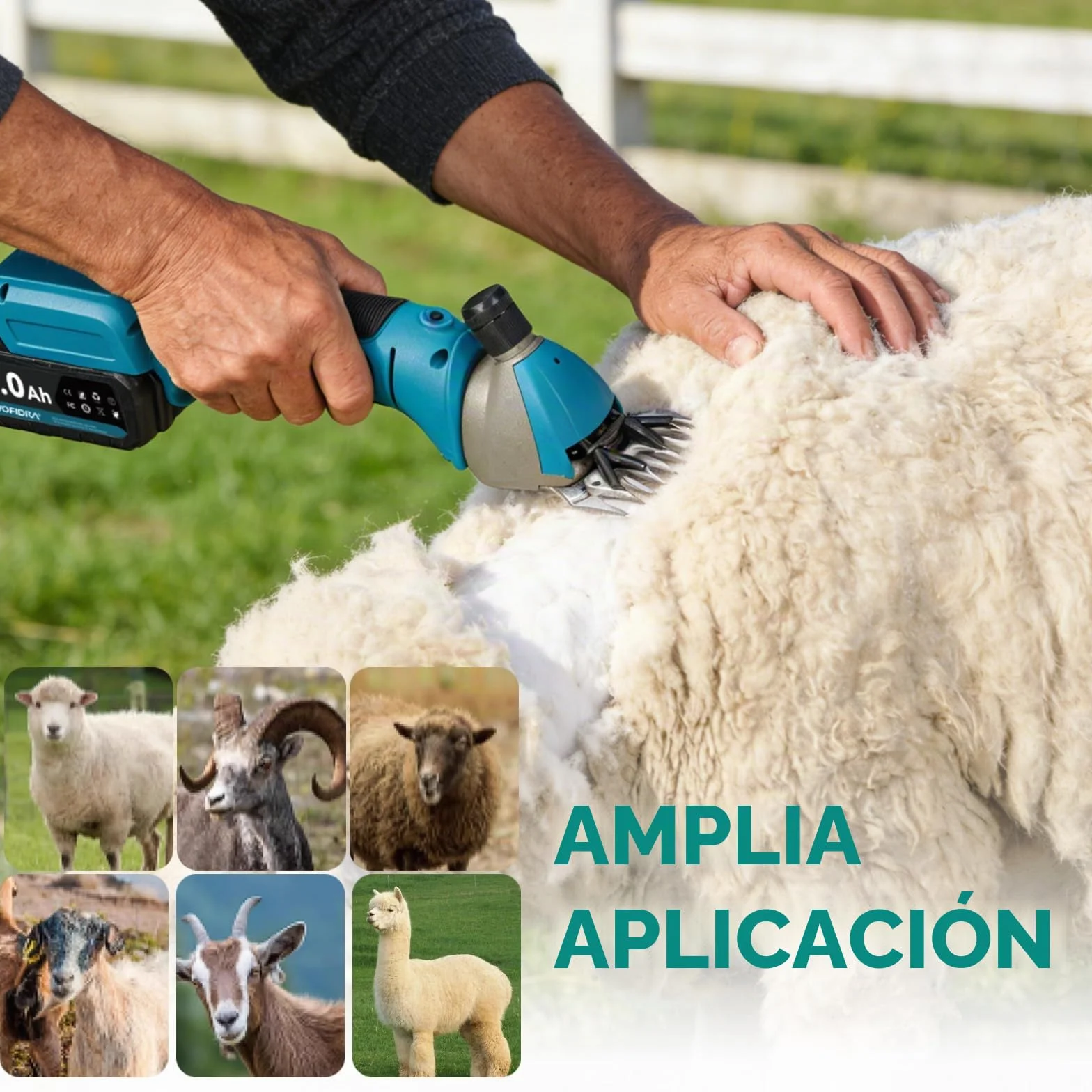 Yofidra Esquiladora de ovejas inalámbrica de 800 W - Esquiladora eléctrica con motor sin escobillas, 3000 RPM, 2 baterías de 3000 mAh, garra ajustable, ideal para ovejas, alpacas y cabras, azul