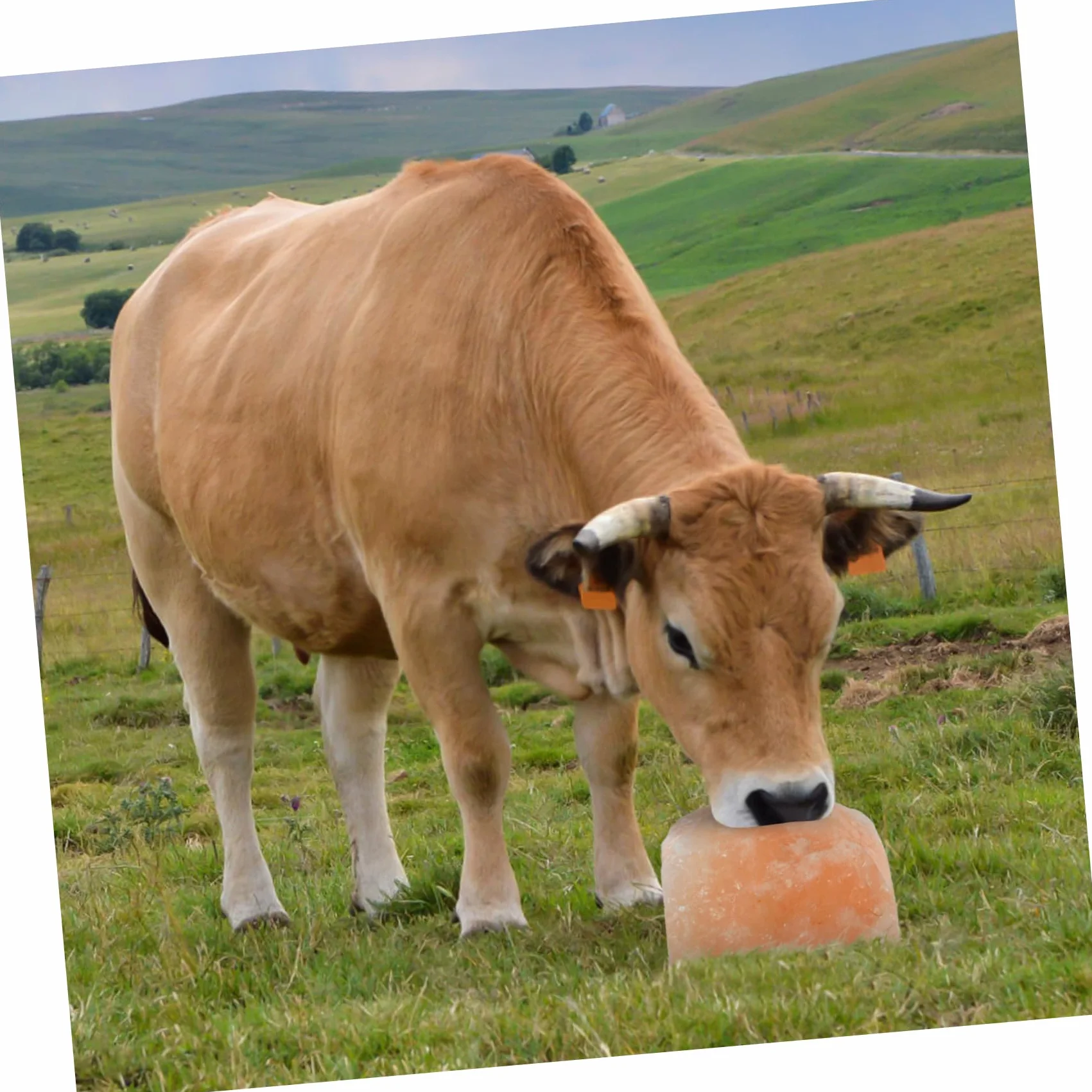 DOITOOL Bloque Mineral Para Ganado Bloques Naturales Para Lamer Colgante Suministro De Granja Para Caballos Vacas Ovejas