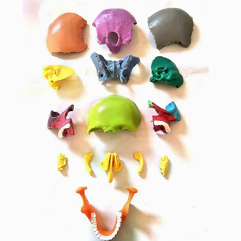 Modelo de enseñanza, descripción del color del cráneo humano 1: 2 Modelo de cráneo humano para anatomía Modelo de cráneo con 15 piezas de ensamblaje y manual de descripción de huesos y detalles preci