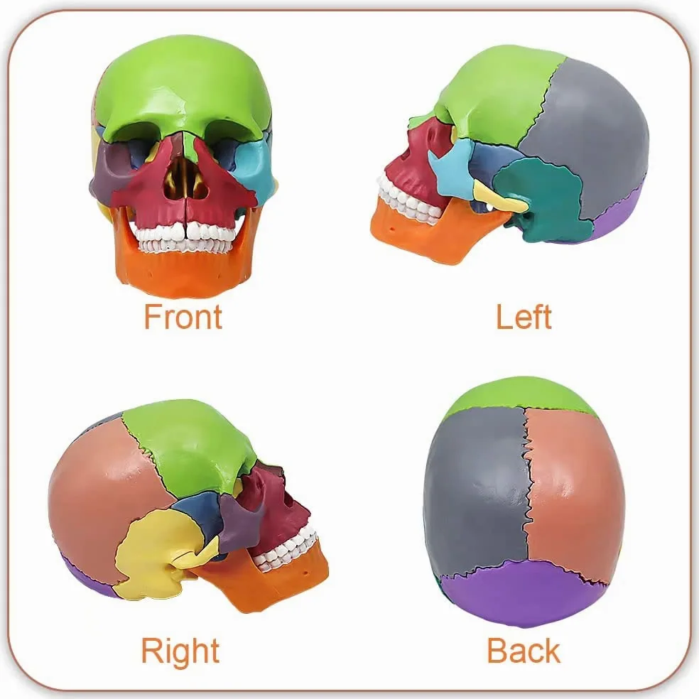 Minimodelo de Esqueleto anatómico Humano para Estudio médico, Modelo de 17,7 Pulgadas con Manual a Color y empaque Exquisito.(A)