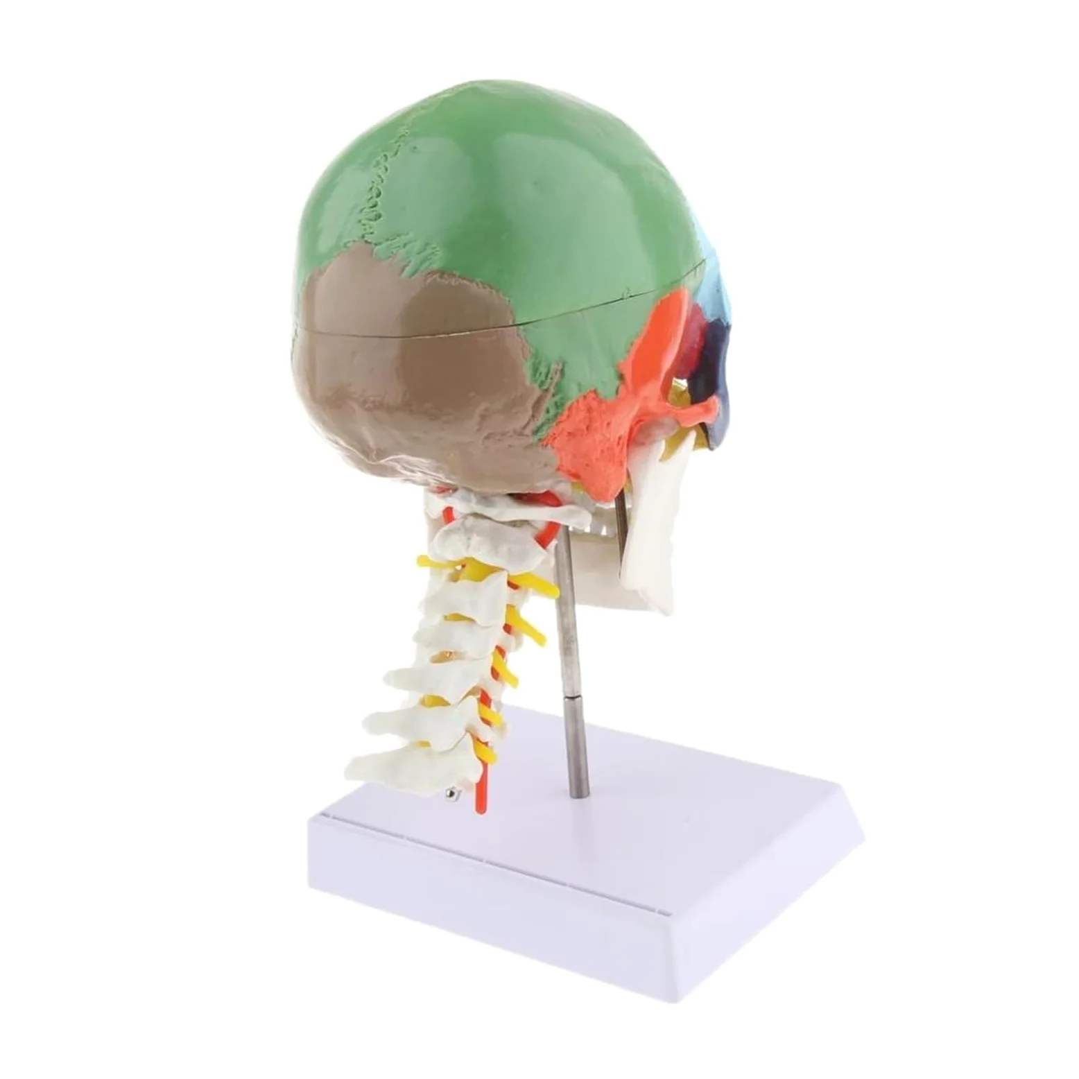Esqueleto de anatomía humana, modelo anatómico con huesos colores, escultura vértebra cervical médica