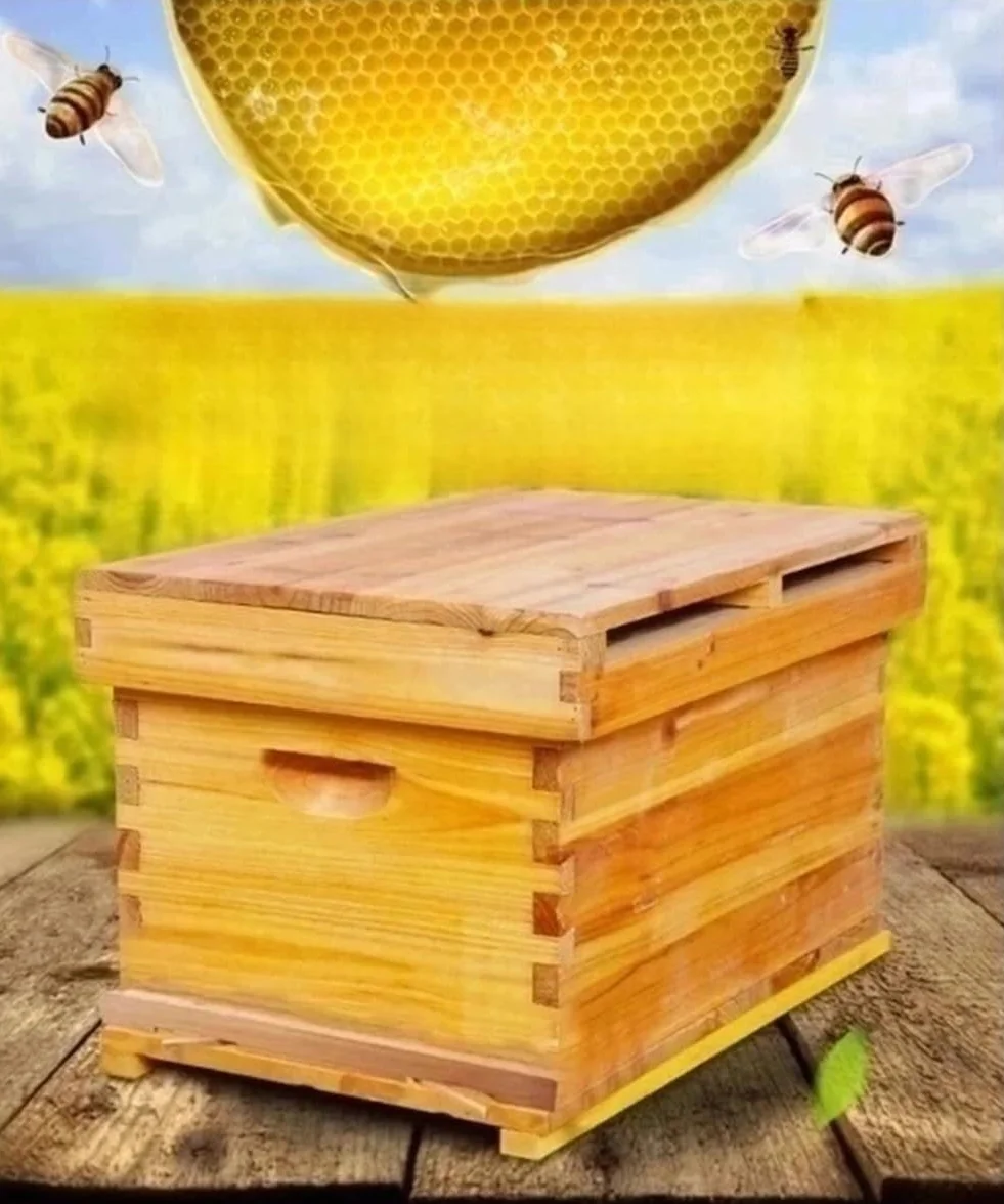 Kit de Colmena de Abejas de Madera 10 Marcos con Caja Profunda Madera de, Colmena de abejas melíferas - Ideal para Principiantes y Apicultores Profesionales - Fabricación Sostenible y Duradera