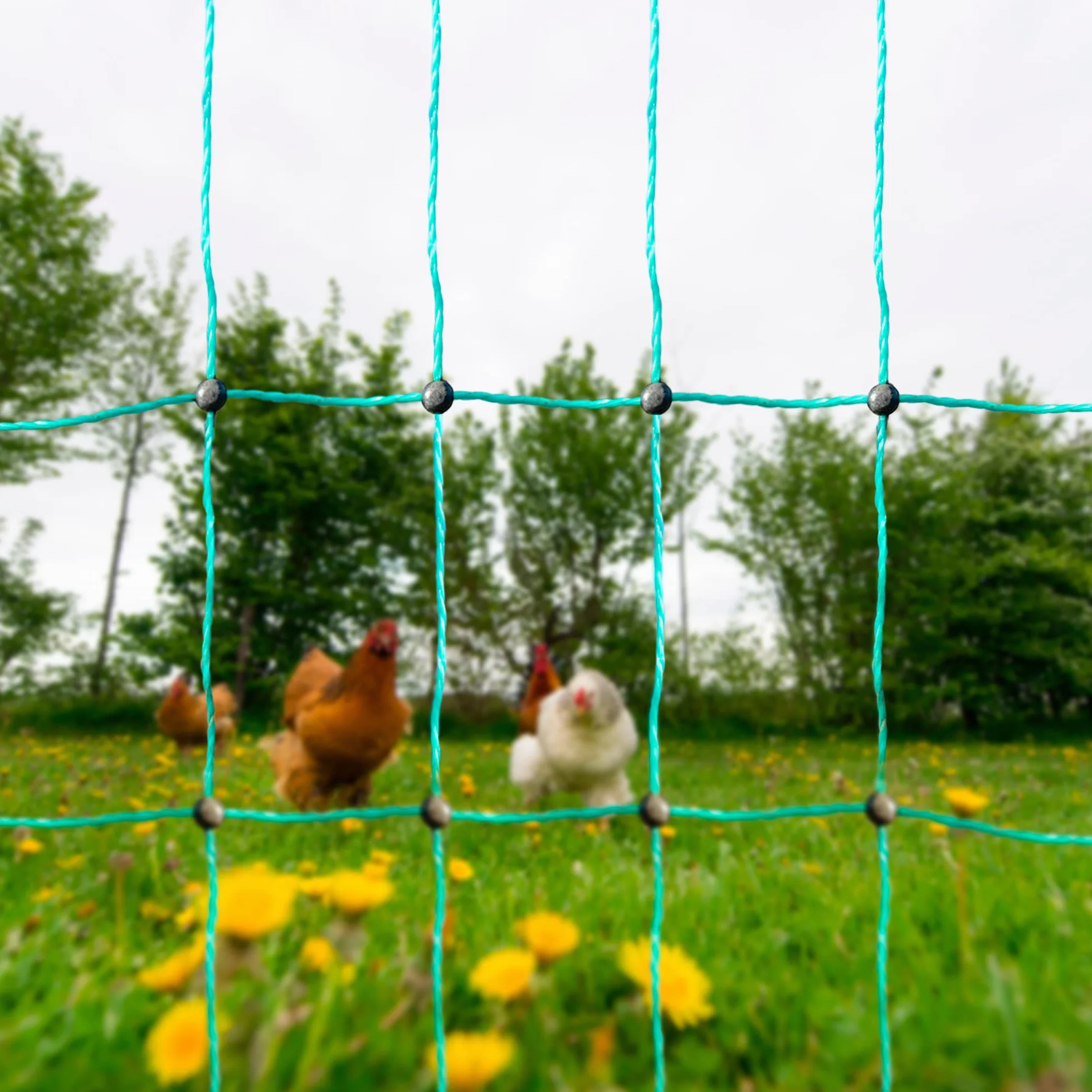 Malla para Gallinas y Otras Aves de Corral. Cercado de 50m de Longitud, 112cm de Altura y 15 Postes