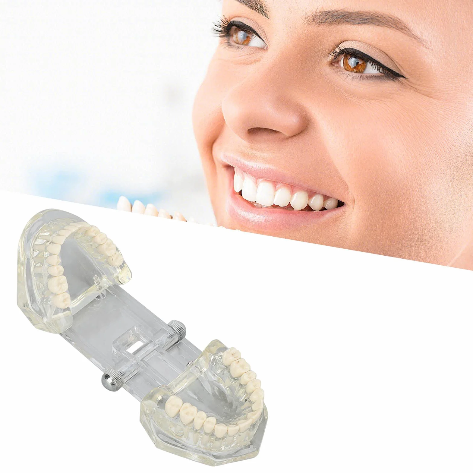 Tipodonto Oral Dental Modelo Educativo De Dientes De Estructura Clara Estándar Para Dentistas Profesores Estudiantes