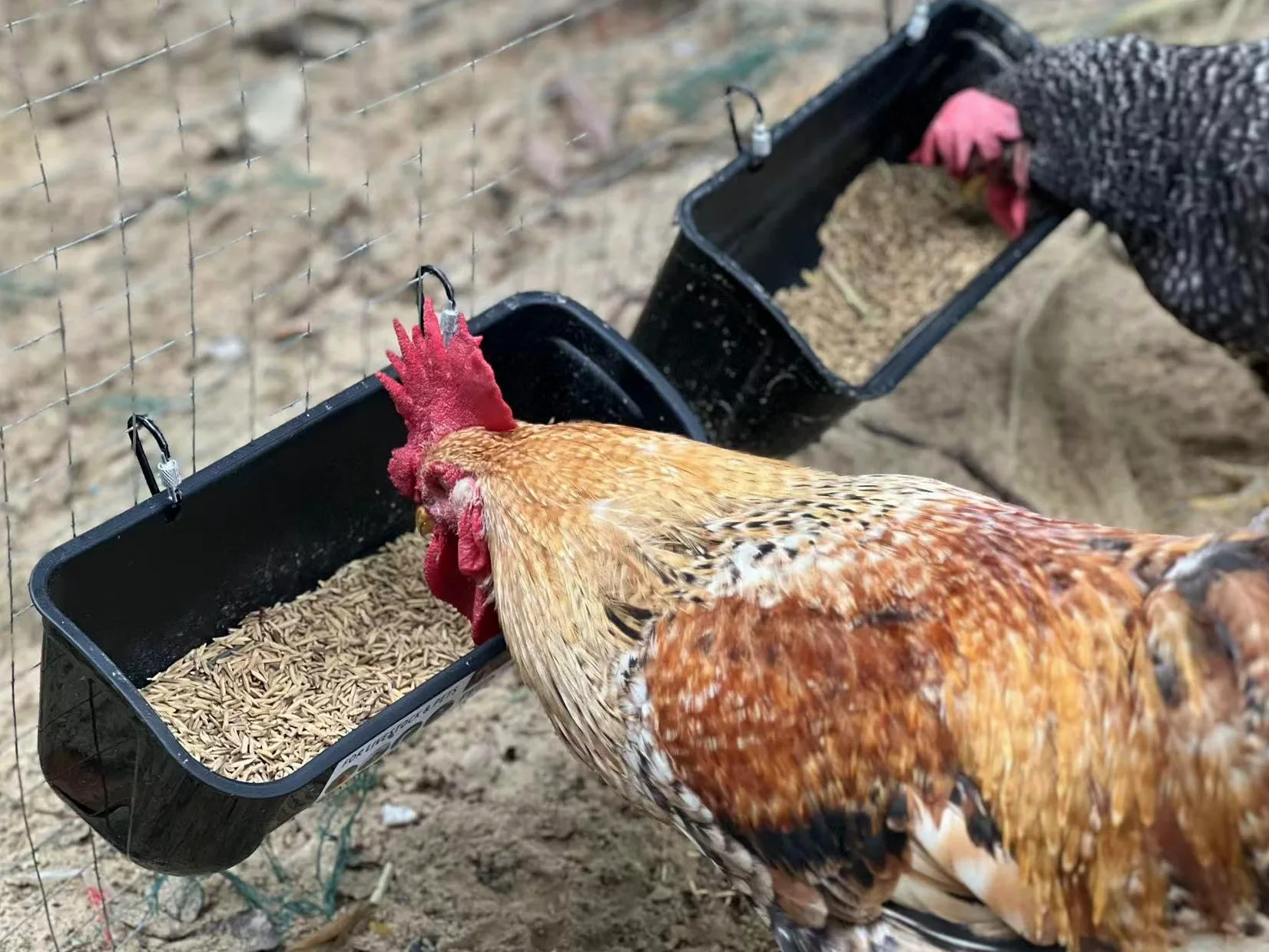 Comedero colgante para pollos, 8 cuartos de galón, comedero de valla sin residuos, agua de ganso de pato, suministros de cabra, contenedor de alimentación para perros, pavo, oveja, burro, caballo,