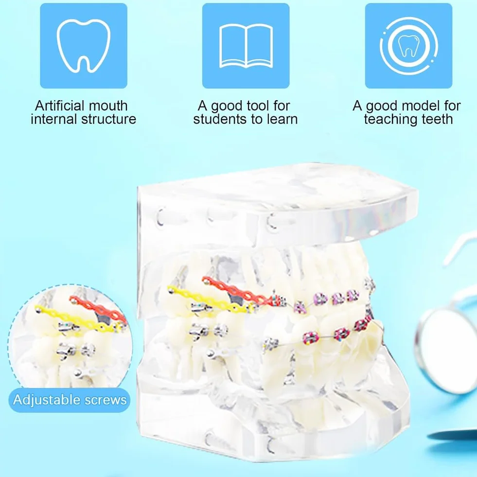 Tipodonto Oral Dental Modelo Dental Ortodóntico Estándar con Dentadura de Resina y Alambre Transparente