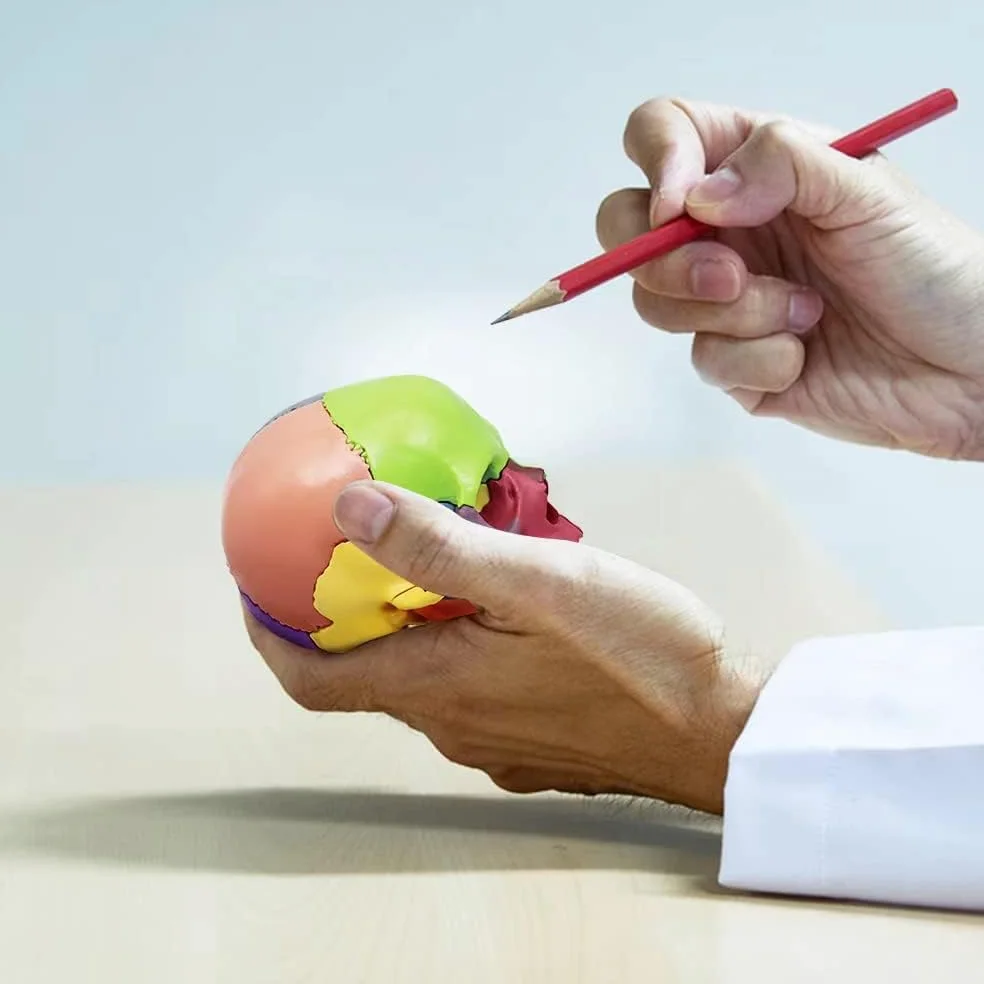 Minimodelo de Esqueleto anatómico Humano para Estudio médico, Modelo de 17,7 Pulgadas con Manual a Color y empaque Exquisito.(A)