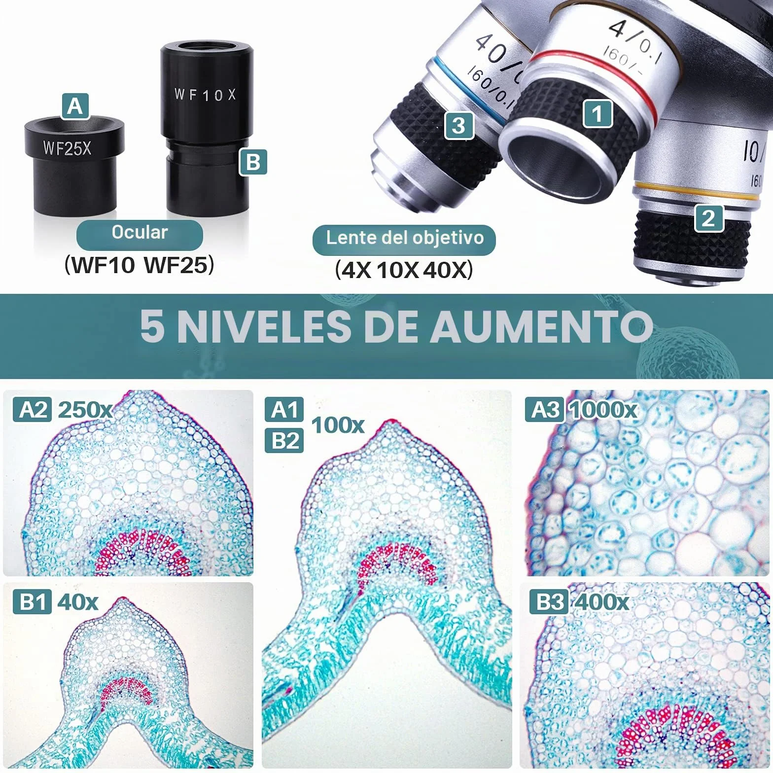 MAXLAPTER Microscopio Binocular para Adultos y Niños - Juego de Microscopio Compuesto 40X-1000X con Muestras y Adaptador de Teléfono Móvil, Adecuado para Uso Escolar en Casa