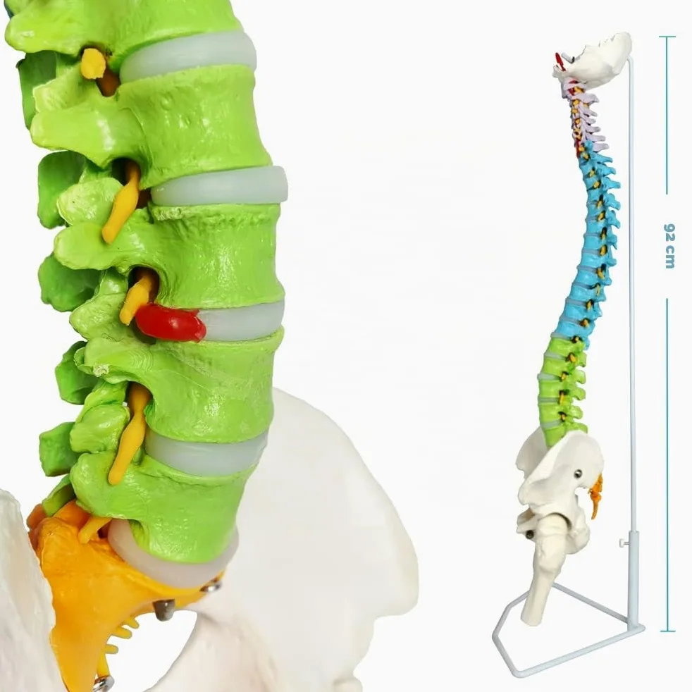 Modelo De Columna Vertebral Con Pelvis Coloreada, Flexible 34.3"/87cm, 1:1 | EVOTECH SCIENTIFIC Modelo Anatómico De Columna Vertebral Flexible, Adecuado Para El Aprendizaje De Anatomía