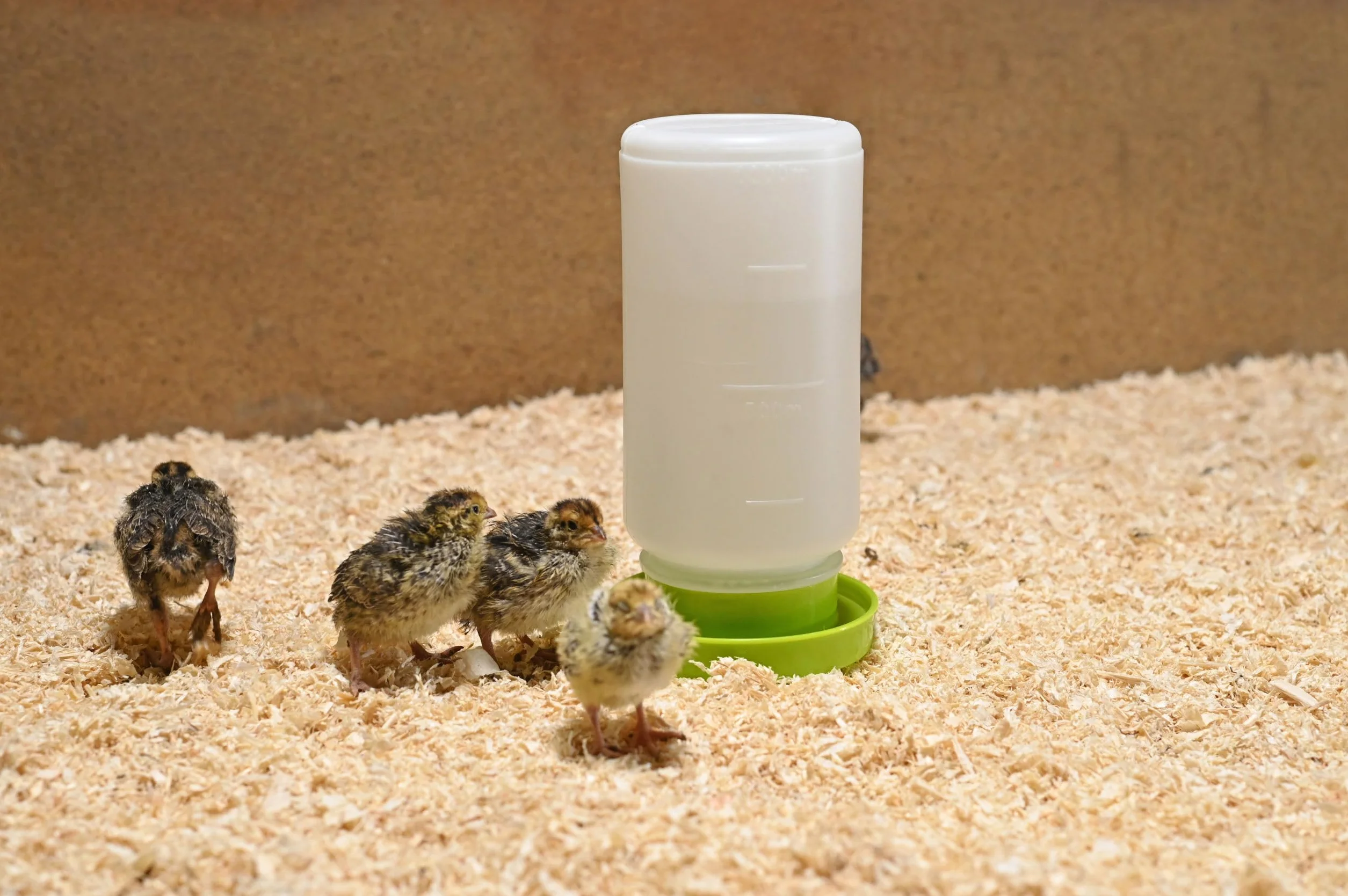 Kerbl Bebedero para Codornices y Aves, Plástico 1L, Verde Claro/Blanco, Apto para Uso Alimentario