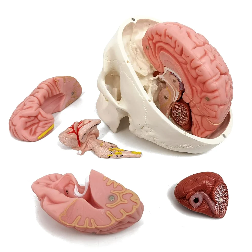Modelo De Cráneo Humano Con Cerebro, 10 Partes Con Manual Didáctico | EVOTECH SCIENTIFIC Modelo Anatómico De Cráneo Con Cerebro A Tamaño Real 1:1, Adecuado Para El Aprendizaje De Anatomía