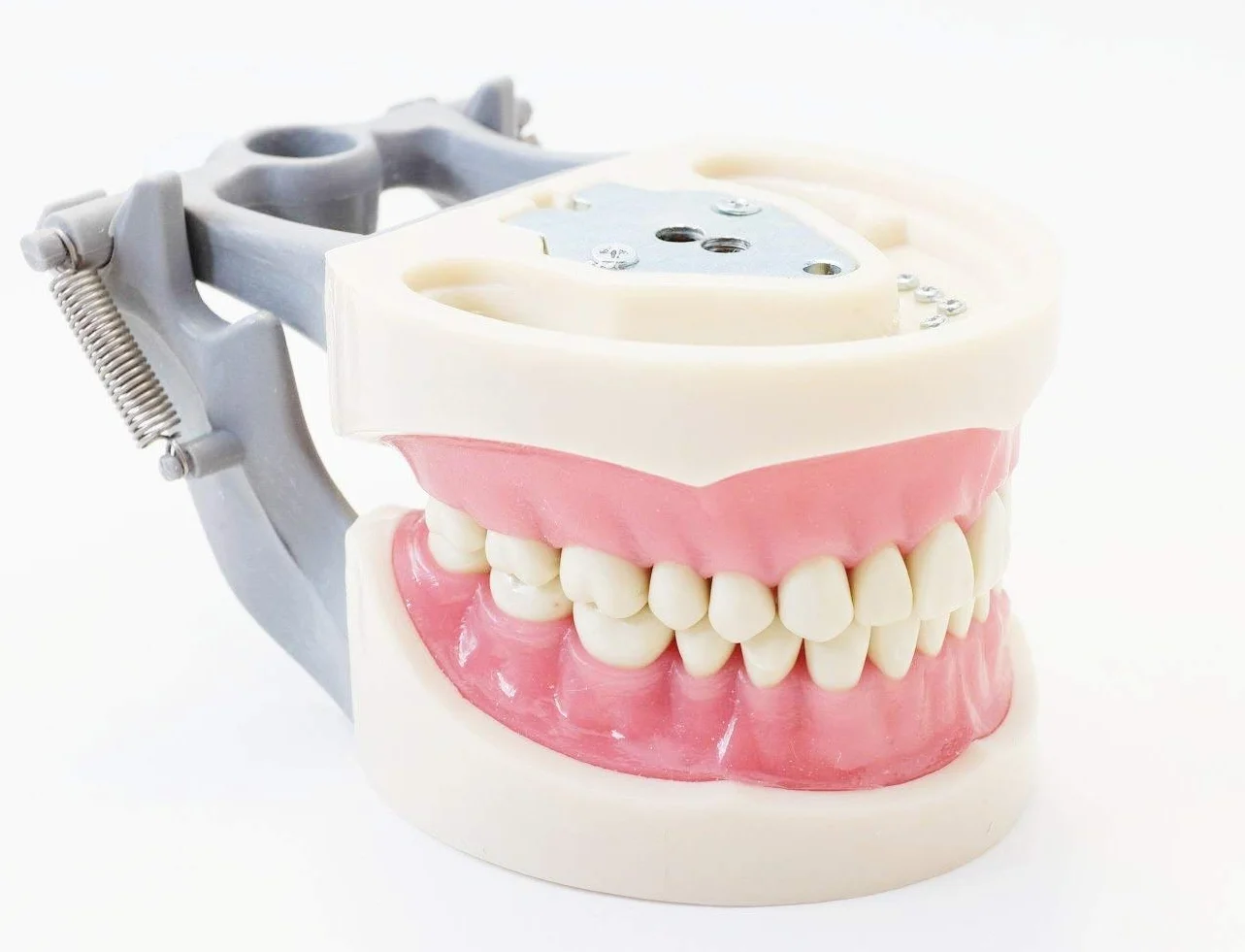 Nissin Dental Typodont modelo 200 tipo Kilgore dientes extraíbles
