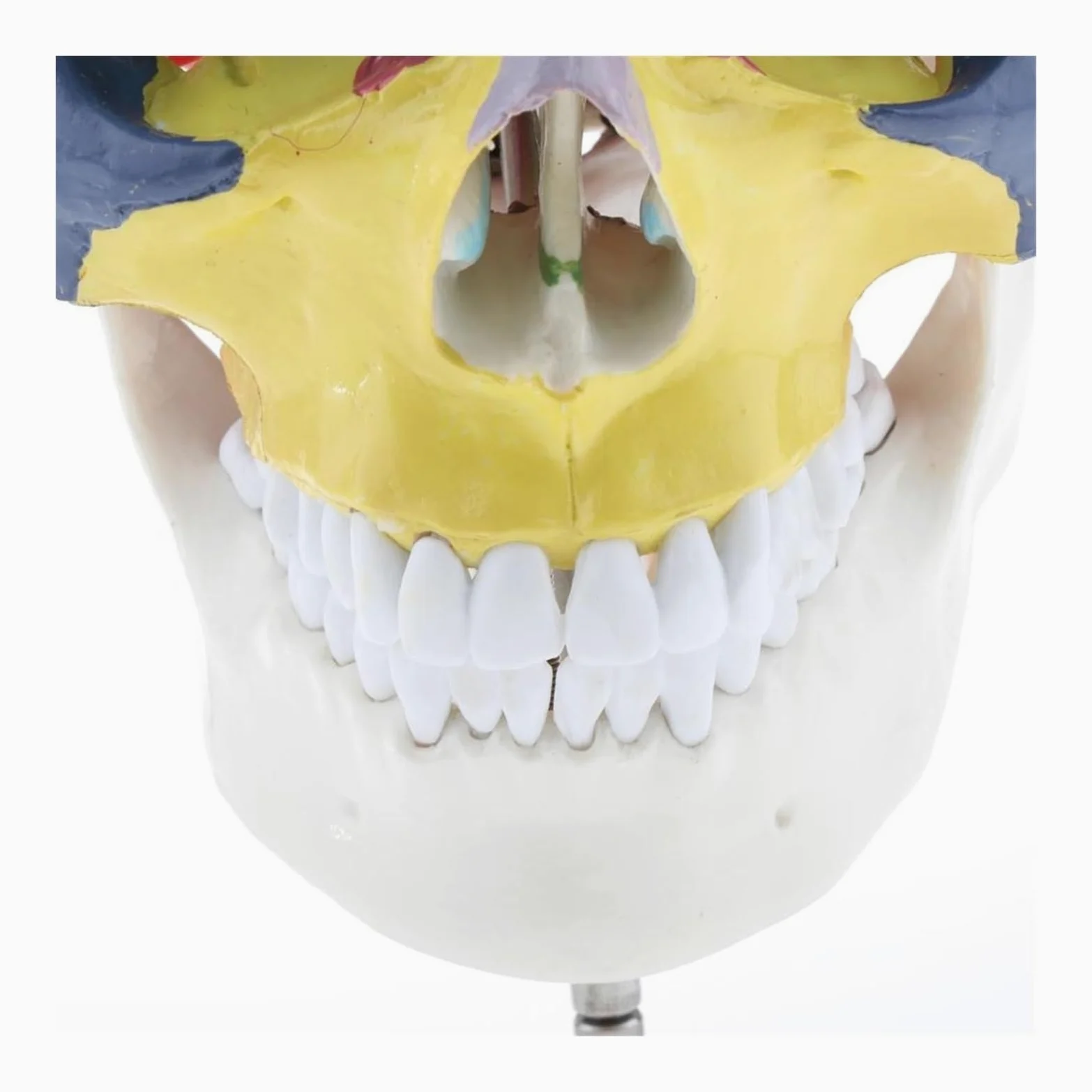 Esqueleto de anatomía humana, modelo anatómico con huesos colores, escultura vértebra cervical médica