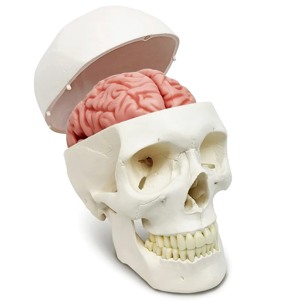 Modelo De Cráneo Humano Con Cerebro, 10 Partes Con Manual Didáctico | EVOTECH SCIENTIFIC Modelo Anatómico De Cráneo Con Cerebro A Tamaño Real 1:1, Adecuado Para El Aprendizaje De Anatomía
