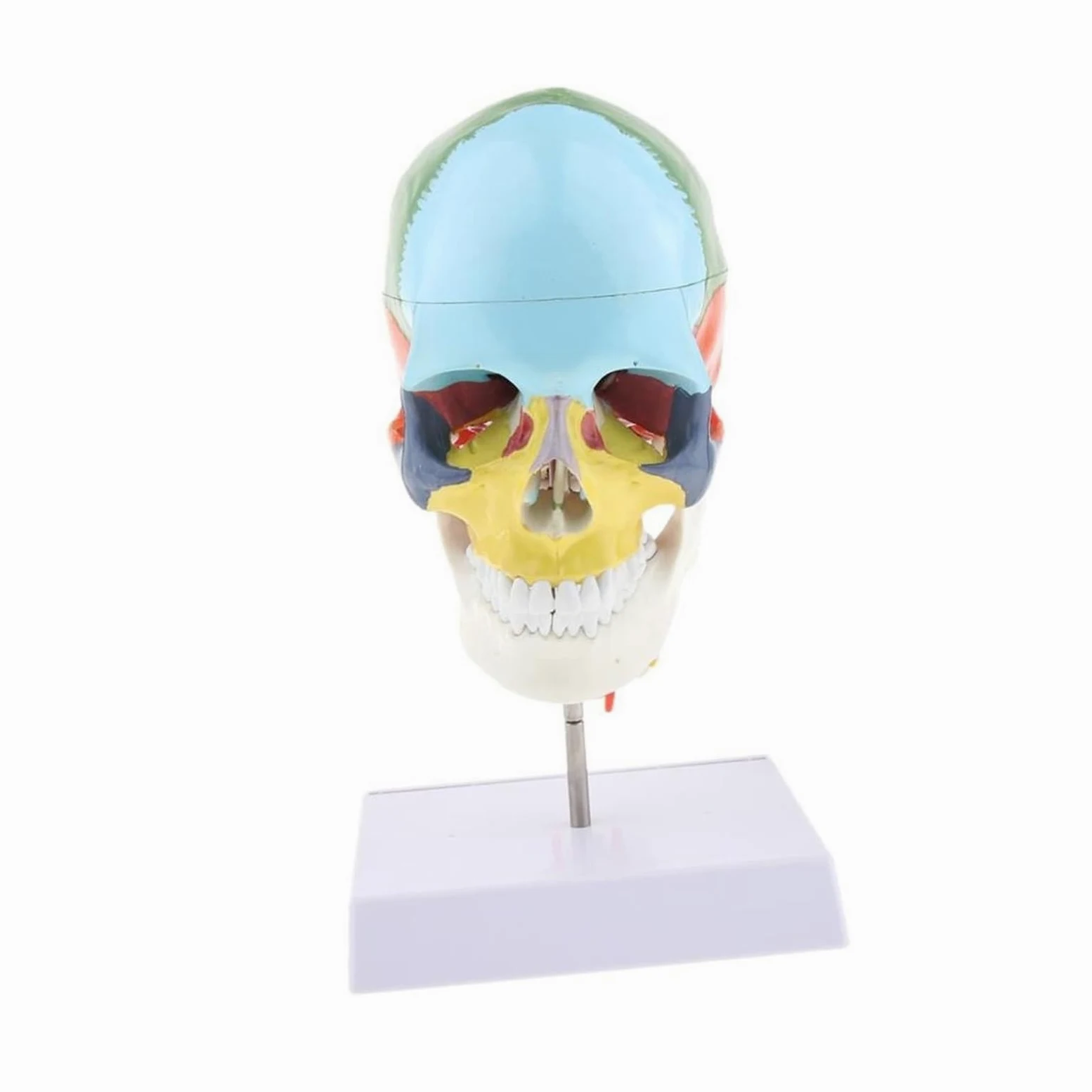 Esqueleto de anatomía humana, modelo anatómico con huesos colores, escultura vértebra cervical médica