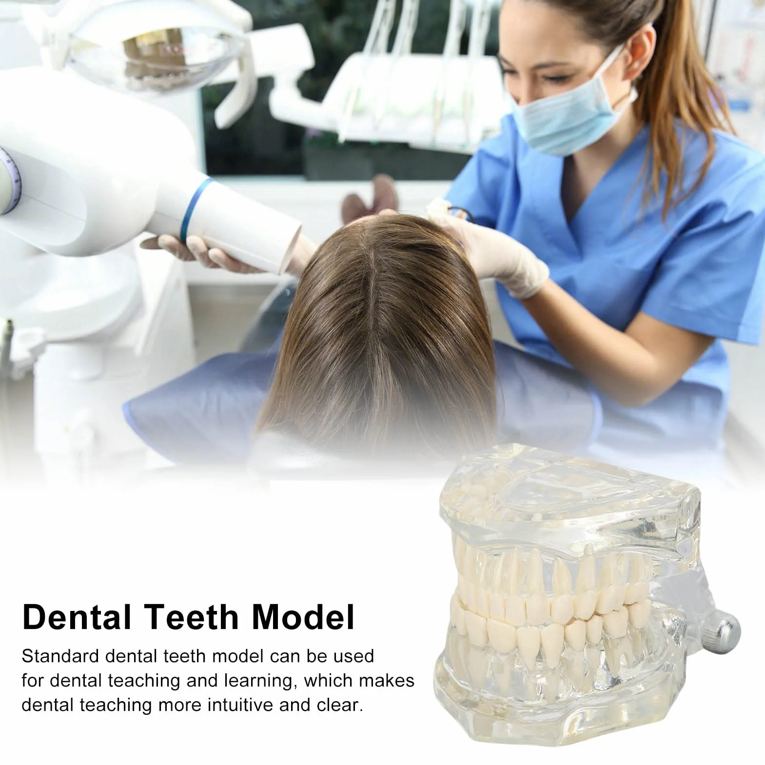 Tipodonto Oral Dental Modelo Educativo De Dientes De Estructura Clara Estándar Para Dentistas Profesores Estudiantes