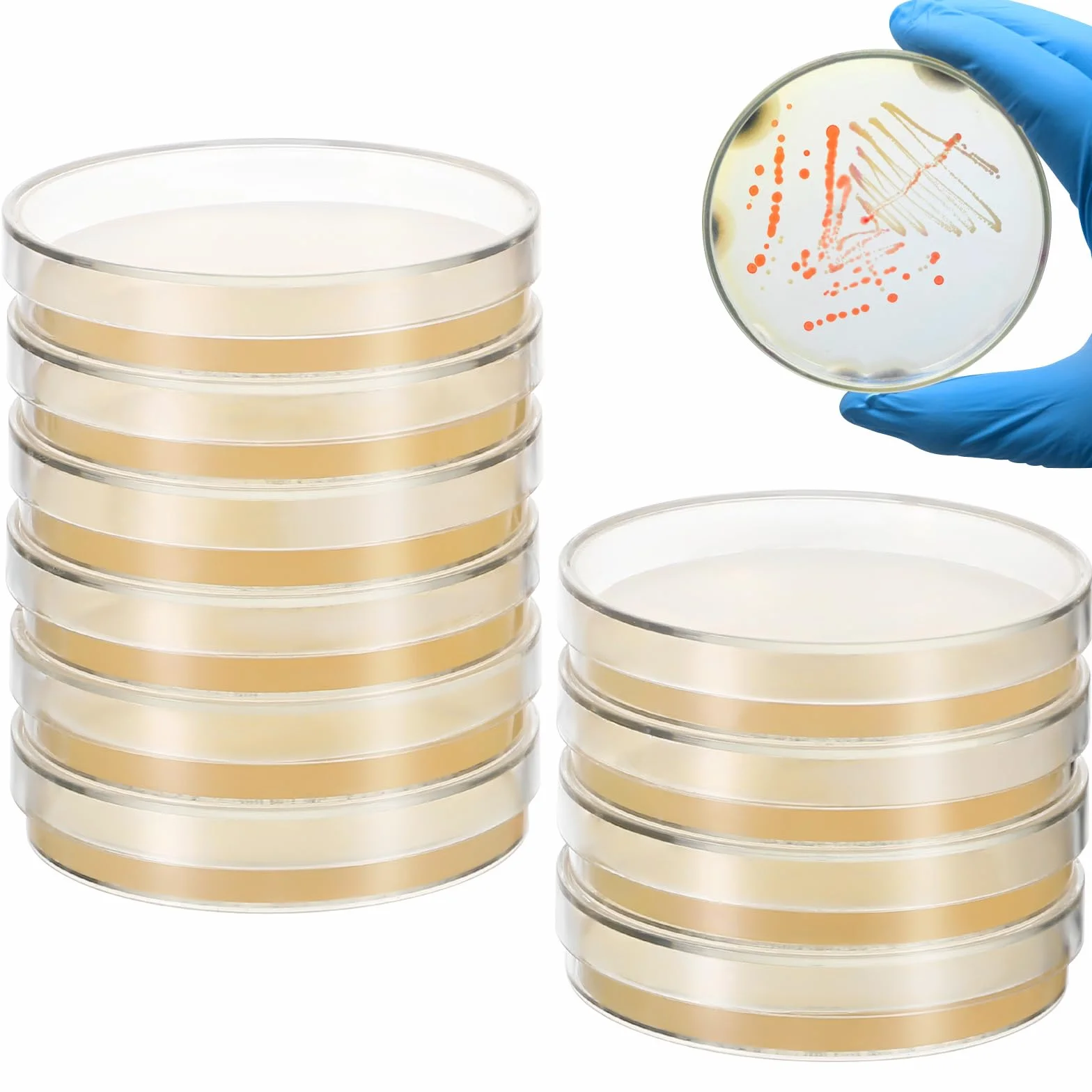 Placas de Petri con Agar Prevertido, Material de Cultivo Microbiológico, Crecimiento Rápido para Laboratorio