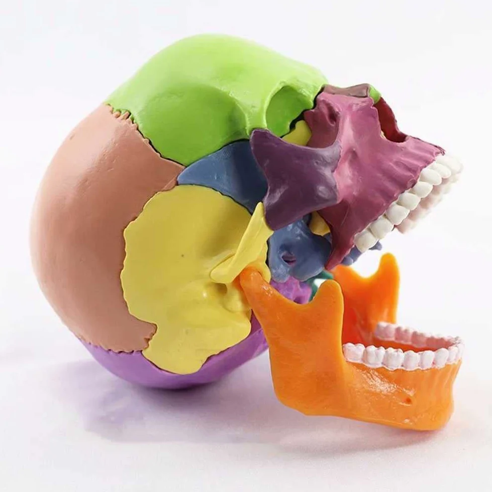 Modelo de enseñanza, descripción del color del cráneo humano 1: 2 Modelo de cráneo humano para anatomía Modelo de cráneo con 15 piezas de ensamblaje y manual de descripción de huesos y detalles preci