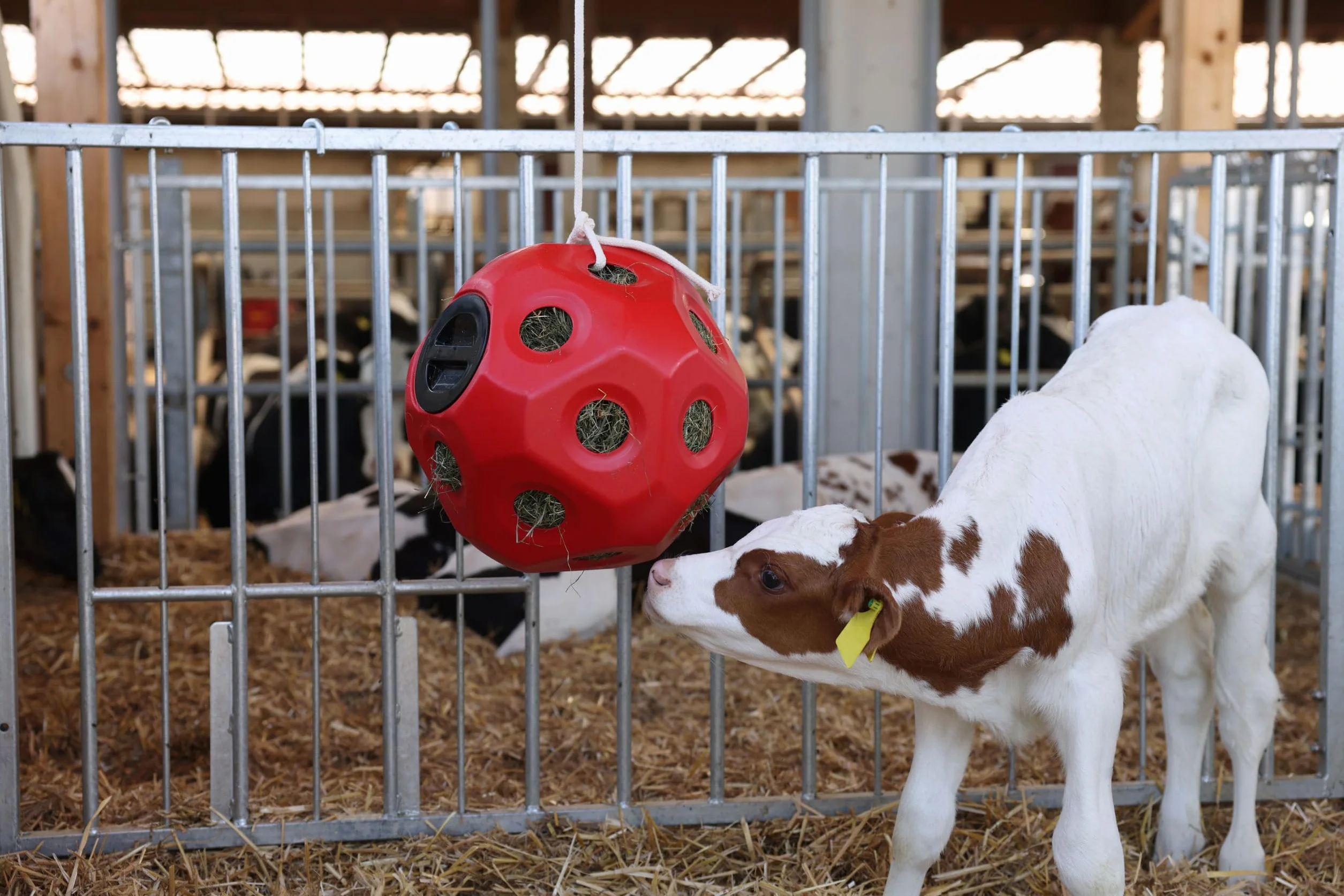 Kerbl Pelota de alimentación roja Ø40 cm rellenable para caballos y terneros