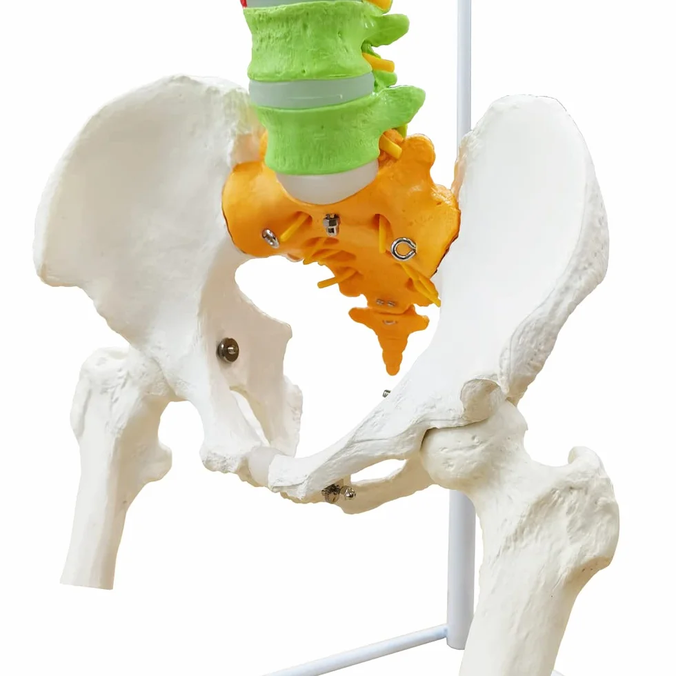 Modelo De Columna Vertebral Con Pelvis Coloreada, Flexible 34.3"/87cm, 1:1 | EVOTECH SCIENTIFIC Modelo Anatómico De Columna Vertebral Flexible, Adecuado Para El Aprendizaje De Anatomía