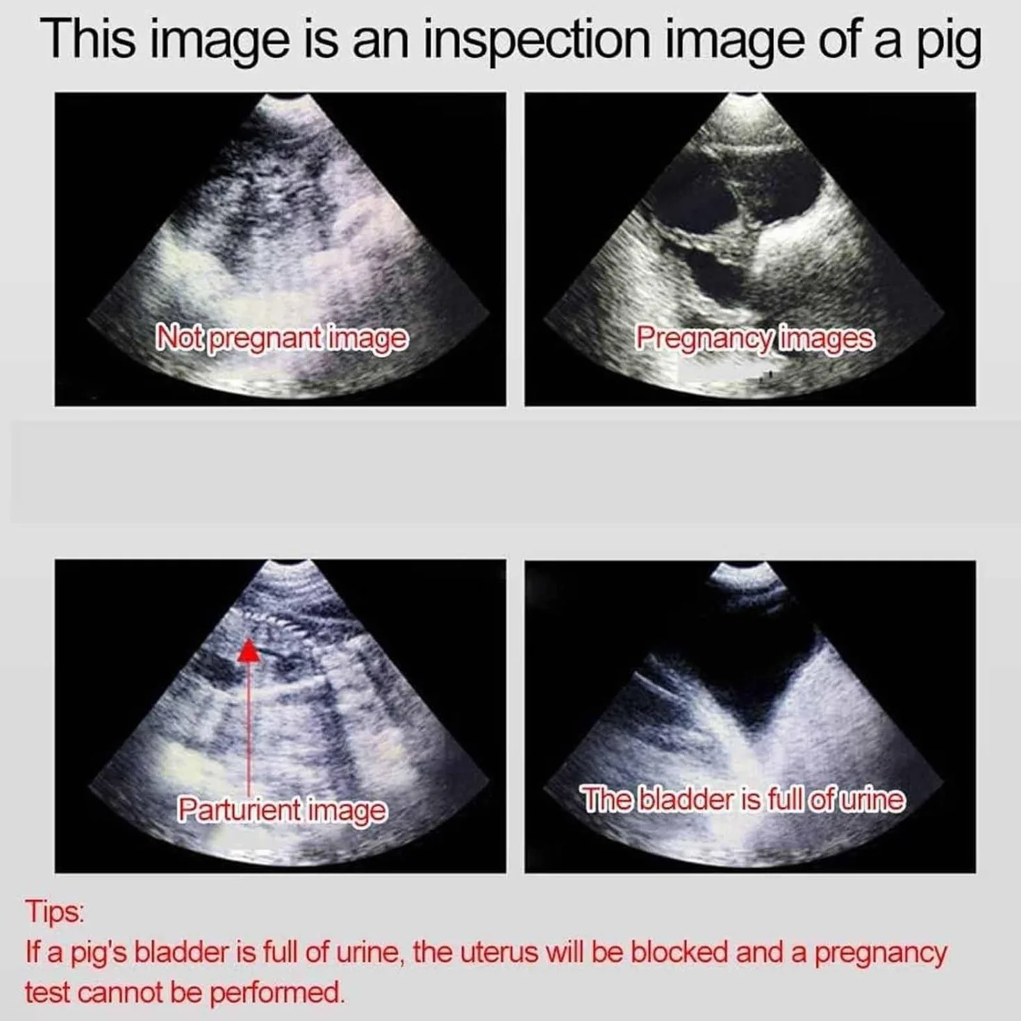 Ecógrafo Veterinario Portátil Con Sonda Microconvexa 3.5 Mhz Y Pantalla Lcd De 5.6 Pulgadas,Para Embarazo En Mascotas,Conejos,Ovejas,Perros,Gatos Y Animales Pequeños