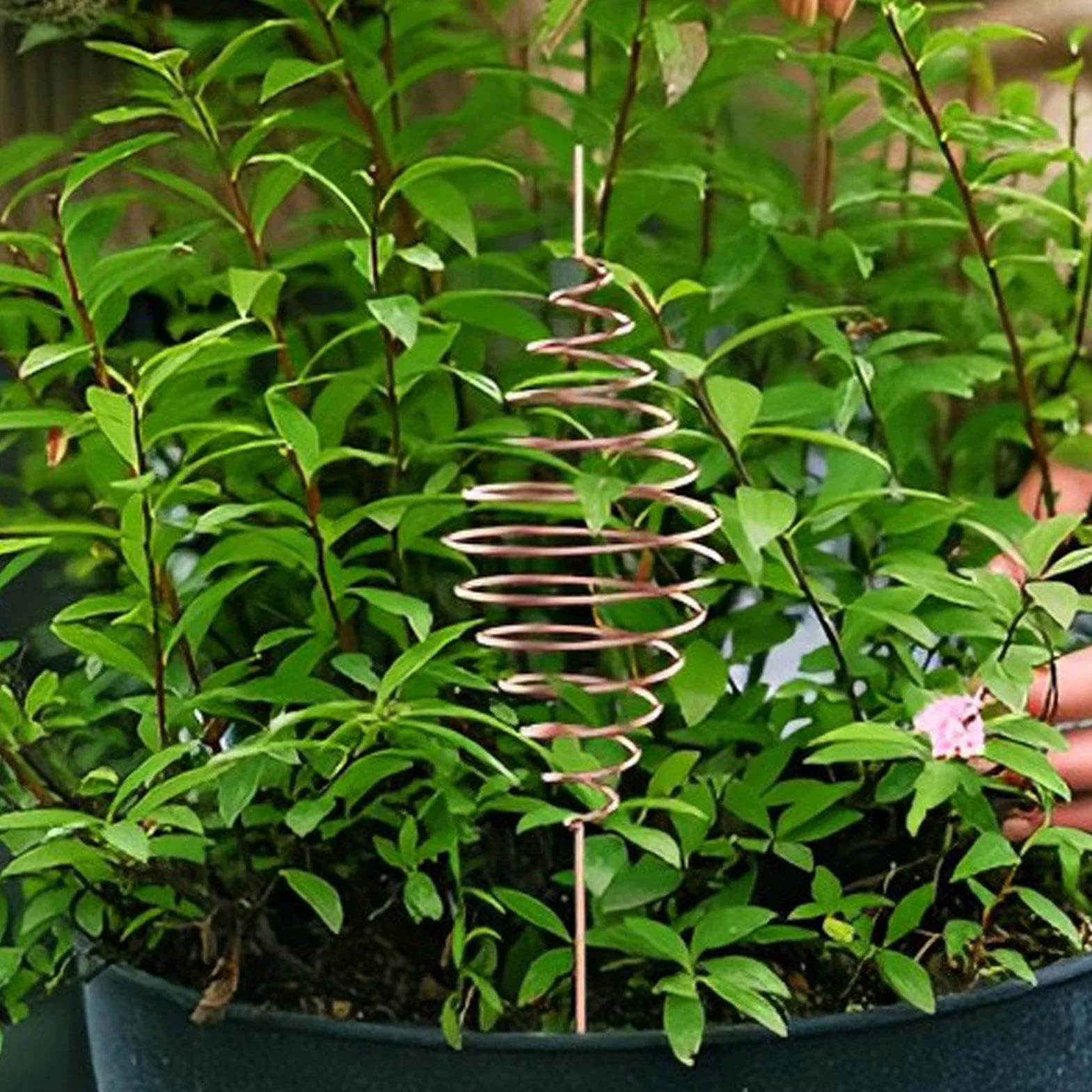 Bobina Lakhovsky Oscilador Fibonacci Electrocultura Jardinería Cobre Antena Jardín